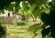 Poliția a deschis dosar penal în cazul câinelui bătut cu furca în comuna Tamași