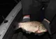 Continuă lupta cu braconajul pe lacul Galbeni. Caras de dimensiuni considerabile, prins în plasele braconierilor