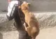 “Dansul” cu câinele spânzurat, cercetat de polițiștii din Bacău