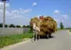 O femeie a murit în urma unui accident stupid, la Livezi