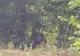 ULTIMA ORĂ: Urs prins în laț la Asău! Zona a fost securizată și e păzită de jandarmi