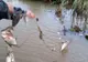 Percheziții la braconierii din Horgești! Polițiștii au ridicat 1 km de plase de pescuit