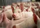 ULTIMA ORĂ: Pesta porcină, confirmată în două comune din Bacău! Zeci de porci au fost eutanasiați