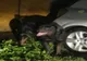 Bărbat amendat și cercetat penal pentru că și-a lăsat câinele liber.