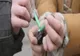 A început „sezonul” petardelor! Tânăr de 16 ani, prins cu 32 de pachete la vânzare