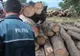 Amemzi de 50.000 de lei, aplicate de polițiști în trei zile 