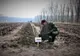 Romsilva va planta 19 milioane de puieţi forestieri în Mureş, Maramureş, Neamţ, Bacău şi Suceava