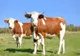 MADR acordă peste 450 de milioane de lei pentru susținerea activității crescătorilor din sectoarele bovine, suine și avicol