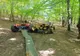 Tăieri ilegale de arbori depistate de jandarmii băcăuani