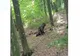 Un bărbat care se plimba prin pădure a descoperit o grenadă defensivă
