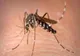 Virusul West-Nile, tot mai prezent în Europa! Aproape 200 de persoane infectate, dintre care două în România