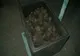 Ce cantitate de trufe transporta un bărbat când a fost oprit de polițiști