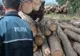 Lupul paznic la oi: a vândut lemne din pădurea pe care trebuia s-o păzească