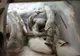O femeie și trei copii au ajuns la spital în stare gravă după ce au mâncat pește congelat din comerț