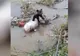 Un pui de urs a fost găsit într-un pârâu din Bacău 