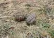 Descoperire "explozivă" în Aiud: două grenade fără focos găsite pe o stradă