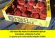 La cules de fructe în Spania. Sunt 200 de locuri disponibile