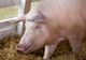Autoritățile din Bacău, în alertă după confirmarea pestei porcine la granița județului. Restricții în 11 localități băcăuane