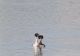 VIDEO: Imagini rare pe lacul Bacău! Dans nupțial, pus în scenă de o pereche de corcodel mare
