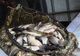 Sute de kilograme de caras vor popula lacul Bacău. Urmează și popularea lacului Galbeni