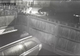VIDEO: Cum se fură o pisică de rasă în Bacău în cinci secunde. Proprietarul oferă recompensă și depune plângere la poliție