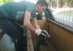 FOTO: Un bursuc, musafir nepoftit în beciul unui locuitor al municipiului Bacău. Animalul rănit a fost îngrijit și eliberat în sălbăticie