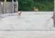 VIDEO: Vizită inedită la Salina Tg. Ocna. Două căprioare s-au plimbat nestingherite aproape de intrarea în mina de sare