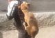 VIDEO:Dansul câinelui spânzurat la Răchitoasa. Un bărbat beat ține legat în spate un cățel și îl chinuie pe ritmul muzicii.„Lasă câinele, că are purici”, strigă o femeie