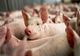 ULTIMA ORĂ: Pesta porcină, confirmată în două comune din Bacău! Zeci de porci au fost eutanasiați
