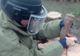 FOTO: Arbore "exploziv", descoperit la Dofteana. O bombă era înfiptă în trunchiul copacului