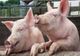 Transport ilegal de porci depistat pe raza localității Onești