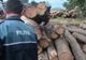 Material lemnos confiscat de polițiști