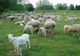 S-au aprobat plafoanele Ajutoarelor Naţionale Tranzitorii în sectoarele vegetal şi zootehnic, speciile ovine și caprine, pentru anul de cerere 2020