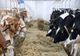 Lactate cu prețuri de coșmar. Românii se uită și merg mai departe. Fermierii își duc animalele la abator