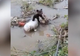 Un pui de urs a fost găsit într-un pârâu din Bacău 